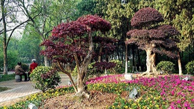 如何利用植物構成園林景觀規(guī)劃設計的空間？